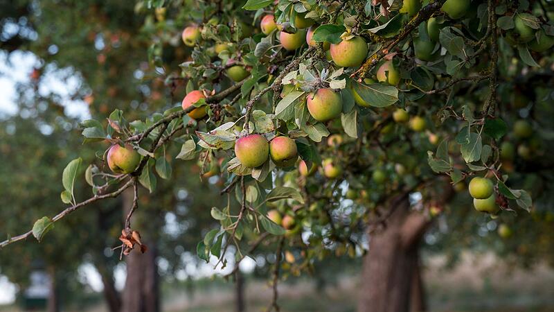Sonnenaufgang über einer Streuobstwiese