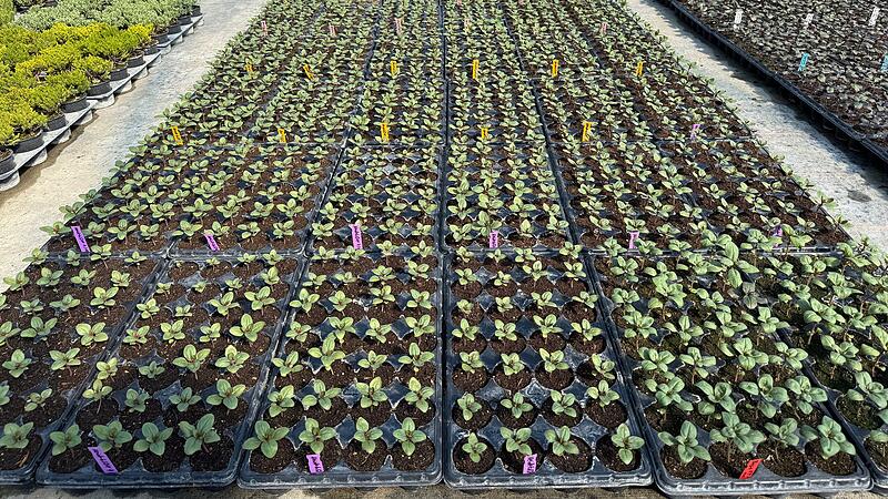 Nur eine Handvoll Pflanzen jeder Generation werden als Elite für die Produktion neuer Samen ausgewählt.