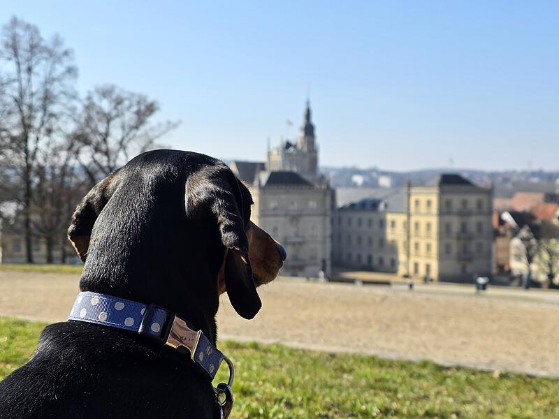 Greta genie&szlig;t die Aussicht vom Hofgarten auf das Schloss.