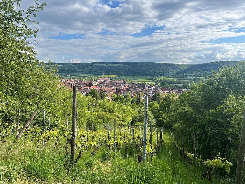Auch bei Touristen ist das Wandern in den Hammelburger Weinbergern beliebt. Auch bei Touristen ist das Wandern in den Hammelburger Weinbergern beliebt.