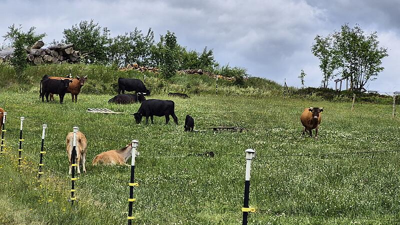 Das sind Tiere aus der Herde von David Neubauer in Kehlbach.