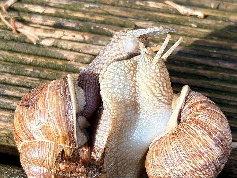 Weinbergschnecken in Coburg Diese Weinbergschnecken konnten jetzt im Coburger Stadtteil Scheuerfeld beim Paarungsverhalten beobachtet werden.