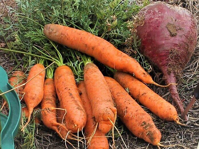 Möhren und Rote Beete