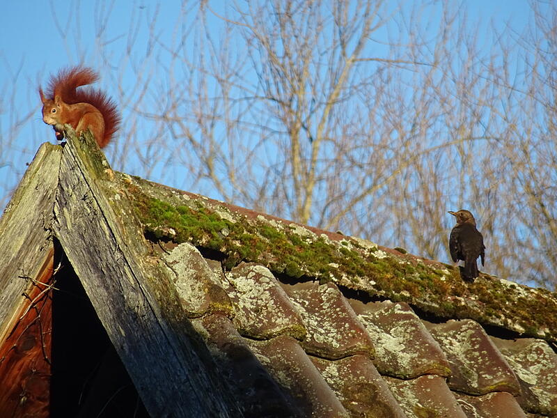 Auch die Tiere genie&szlig;en die Sonne im Dezember.