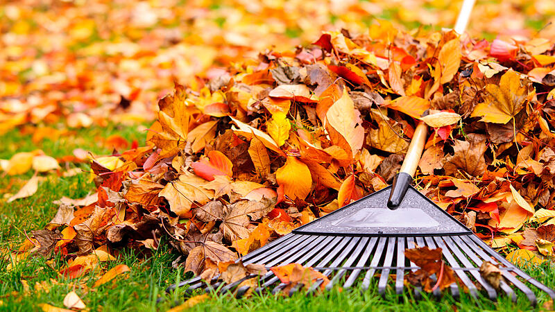 Der Herbst und sein Laub