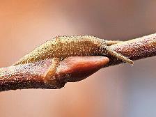 Diese Raupe vom Gro&szlig;en Schillerfalter haben die Teilnehmenden gefunden.