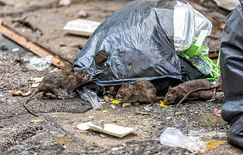 Three dirty mice eat debris next to each other. Rubbish bag On the wet floor and very foul smell. Selective focus.
