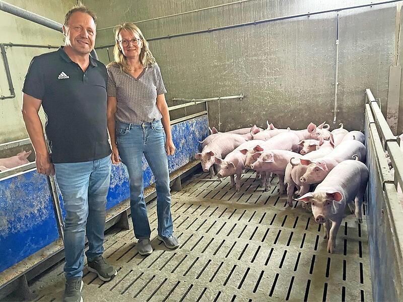 Ohne Aufregung verfolgen die jungen Schweine den Eintritt von Bernhard und Beate M&uuml;ller in ihren Stall.