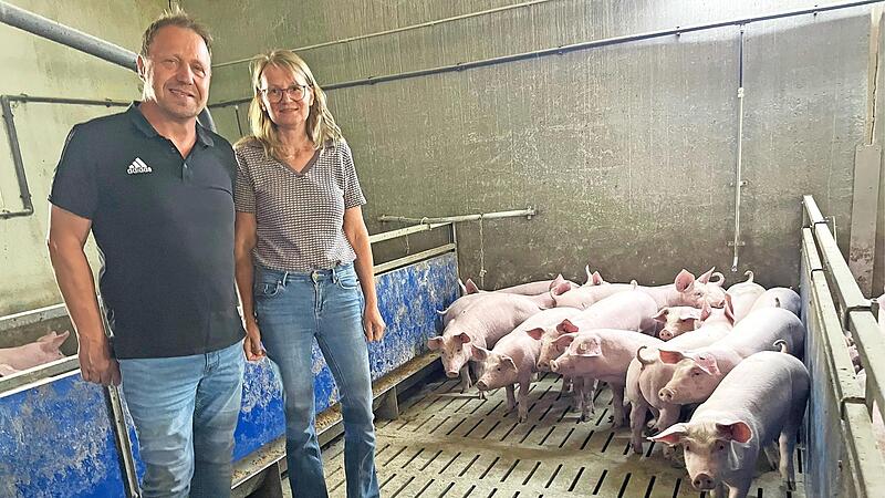 Ohne Aufregung verfolgen die jungen Schweine den Eintritt von Bernhard und Beate M&uuml;ller in ihren Stall.