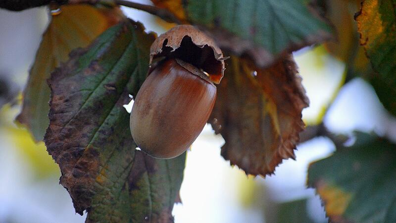 Bild im Text_Haselnuss