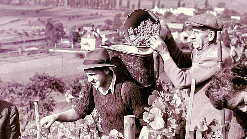Diese Zeiten sind vorbei: Hier tragen die Helfer noch Wollpullover zur Weinernte hoch &uuml;ber Zeil &ndash; das Bild aus alten Zeiten stammt aus dem Fotoarchiv von Ludwig Leisentritt.