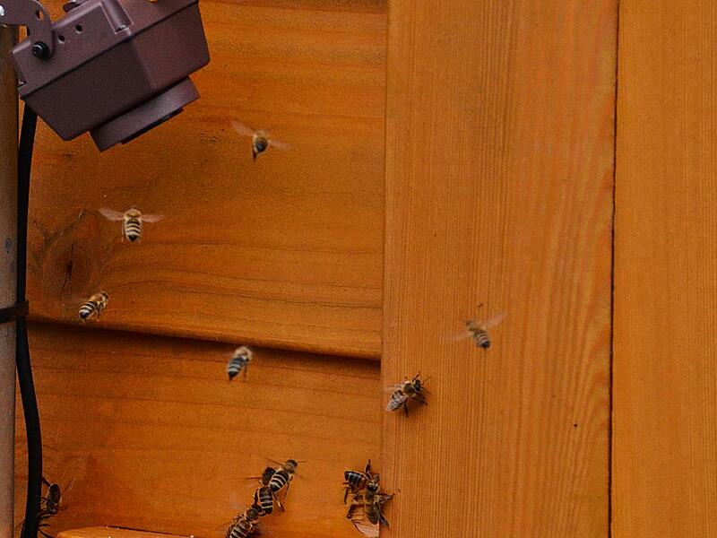&Uuml;ber eine Au&szlig;enkamera wird das Einflugloch der Bienen auf dem gro&szlig;en Bildschirm im Innern des Pavillons &uuml;bertragen.