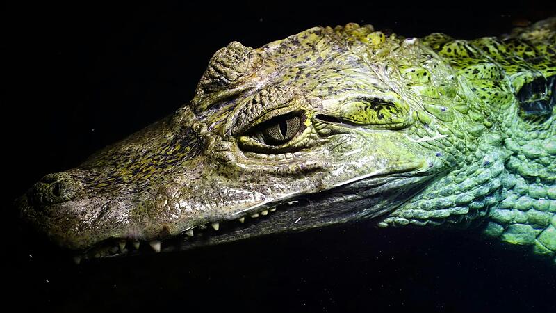 Die Reptilienausstellung Terratopia XXL kommt in die Würzburger Posthalle.