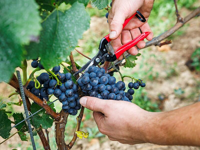 Verband: Deutscher Weinanbau steckt «in historischer Krise» Verband: Deutscher Weinanbau steckt «in historischer Krise»