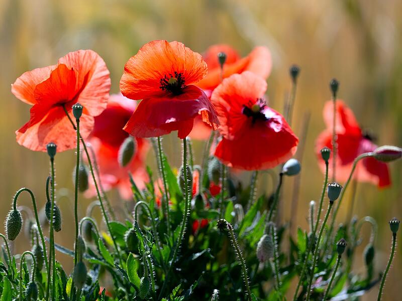 Mohnblumen in einem Feld