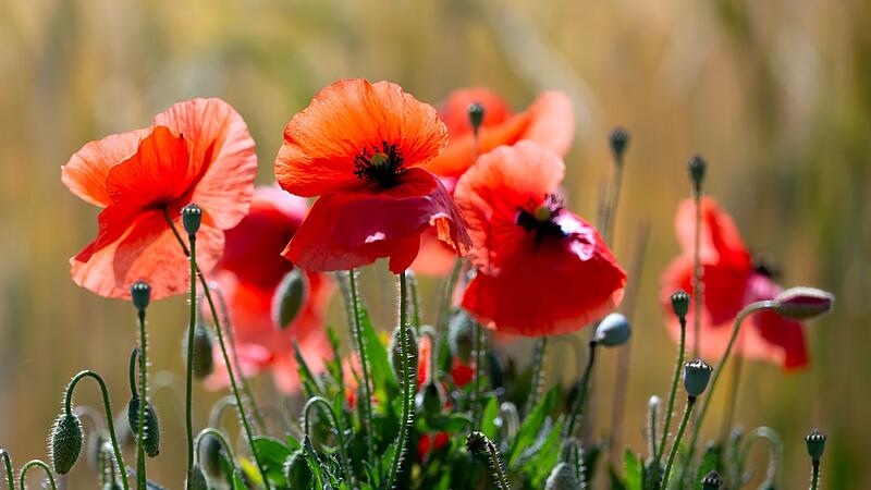 Mohnblumen in einem Feld