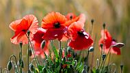 Mohnblumen in einem Feld
