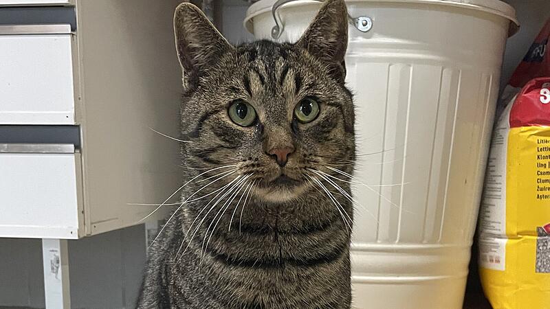 Kater Quentino sucht ein neues Zuhause.