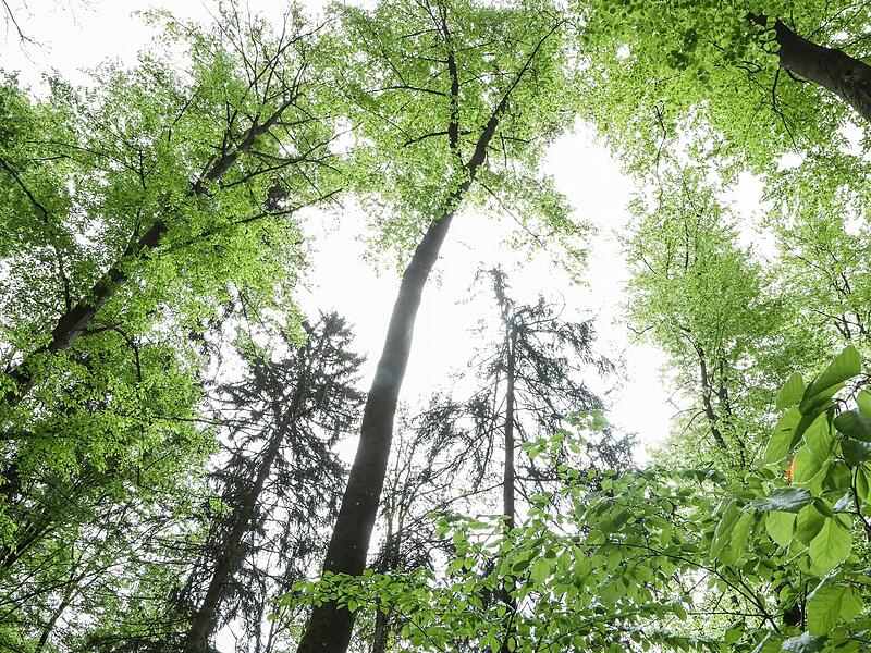 Wie k&ouml;nnen unsere W&auml;lder f&uuml;r den Klimawandel gewappnet werden? Dar&uuml;ber informierten die Bayerischen Staatsforsten zum Auftakt der Klimawochen bei einem Waldspaziergang durch das Revier Oesdorf im Landkreis Forchheim.Forchheim & Fr&auml;nkische Schweiz