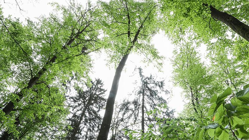 Wie können unsere Wälder für den Klimawandel gewappnet werden? Darüber informierten die Bayerischen Staatsforsten zum Auftakt der Klimawochen bei einem Waldspaziergang durch das Revier Oesdorf im Landkreis Forchheim.Forchheim & Fränkische Schweiz Wie können unsere Wälder für den Klimawandel gewappnet werden? Darüber informierten die Bayerischen Staatsforsten zum Auftakt der Klimawochen bei einem Waldspaziergang durch das Revier Oesdorf im Landkreis Forchheim.Forchheim & Fränkische Schweiz
