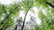 Wie k&ouml;nnen unsere W&auml;lder f&uuml;r den Klimawandel gewappnet werden? Dar&uuml;ber informierten die Bayerischen Staatsforsten zum Auftakt der Klimawochen bei einem Waldspaziergang durch das Revier Oesdorf im Landkreis Forchheim.Forchheim & Fr&auml;nkische Schweiz