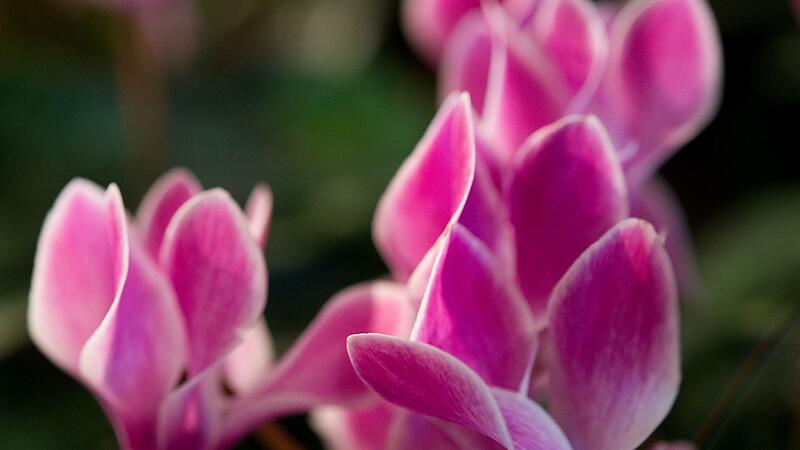 Alpenveilchen Zimmerpflanze