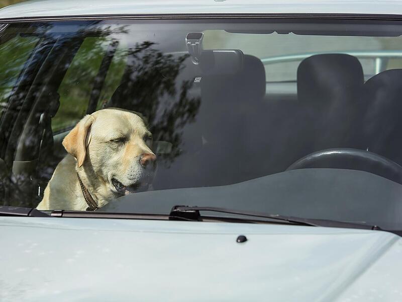 Hund aus überhitztem Auto gerettet - hätte ganz anders ausgehen können Ein Labrador sitzt an einem heißen Tag in einem Auto.