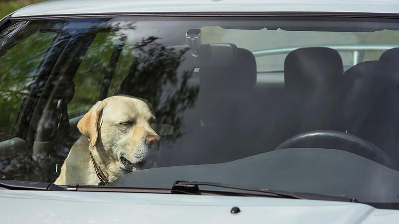 Hund aus überhitztem Auto gerettet - hätte ganz anders ausgehen können Ein Labrador sitzt an einem heißen Tag in einem Auto.