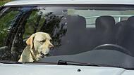 Hund, Hitze. Sommer, Auto, hohe Temperaturen, Gefahr Ein Labrador sitzt an einem heißen Tag in einem Auto.