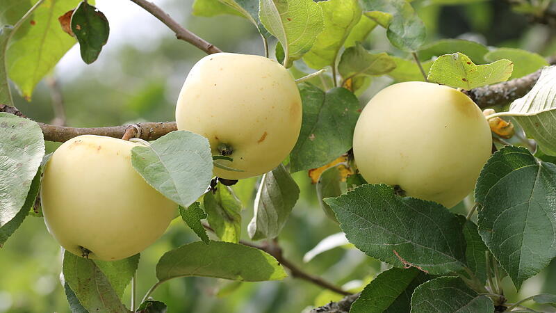 Korn&auml;pfel sind zurzeit voll ausgereift