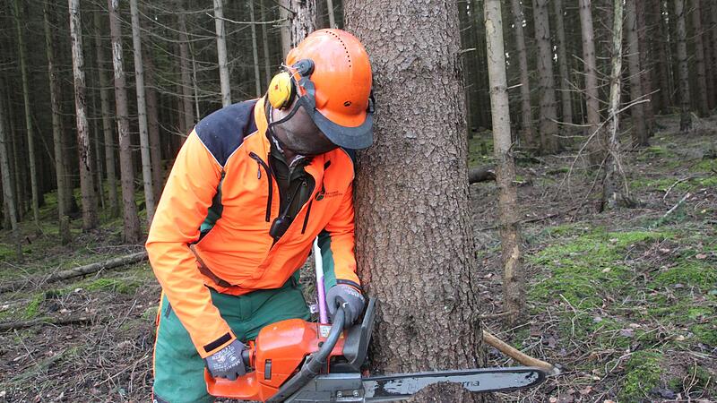 Der Borkenk&auml;fer bescherte den Waldbesitzern im vergangenen Jahr viel Arbeit, aber auch ein Rekordergebnis.