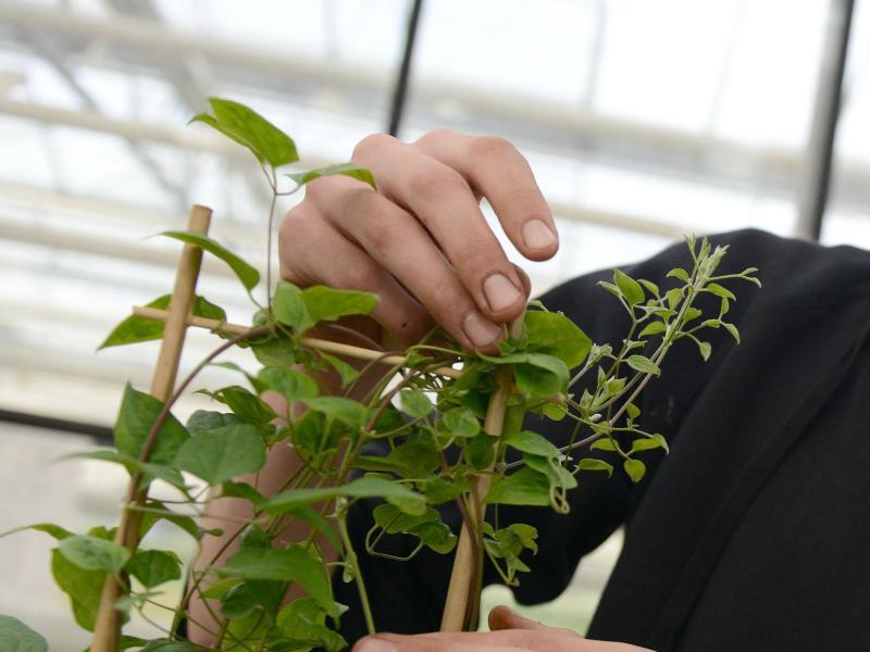 Kletterpflanzen auf dem Balkon