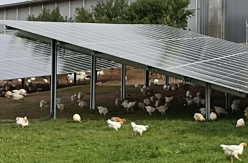Das Gefl&uuml;gel auf dem Biohof der Familie Hanna in Fr&ouml;schbrunn  pickt und scharrt mittlerweile unter einer Freifl&auml;chen-Photovoltaik-Anlage der Firma M&uuml;nch-Energie aus Rugendorf.
