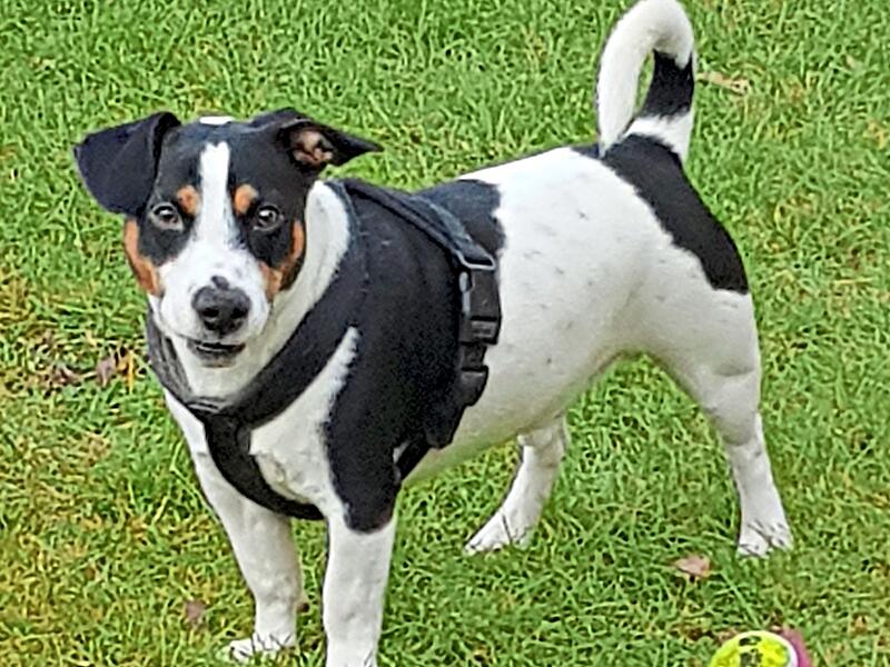 Carlos sucht ein ruhiges neues Zuhause. Der Jack-Russel-Terrier Tierschutzverein Kronach Carlos sucht ein ruhiges neues Zuhause. Der Jack-Russel-Terrier Tierschutzverein Kronach