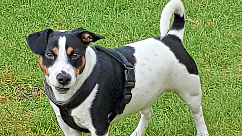 Carlos sucht ein ruhiges neues Zuhause. Der Jack-Russel-Terrier Tierschutzverein Kronach Carlos sucht ein ruhiges neues Zuhause. Der Jack-Russel-Terrier Tierschutzverein Kronach