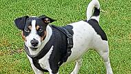 Carlos sucht ein ruhiges neues Zuhause. Der Jack-Russel-Terrier Tierschutzverein Kronach