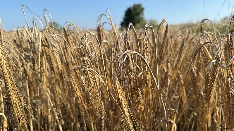 Braugerste Braugerste