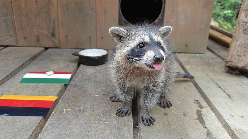 Waschbärbaby "Fee" von Klaushof Bad Kissingen tippt EM-Ergebnisse.