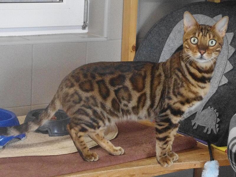 Emil ist eine ungew&ouml;hnliche Katze.