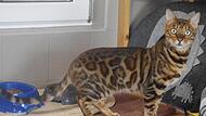 Emil ist eine ungew&ouml;hnliche Katze.