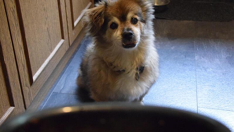 Obwohl die Regale ab und an leer sind, m&uuml;ssen sich unsere Lieblinge wohl keine Sorgen dar&uuml;ber machen, dass der Futternapf auch leer bleibt.