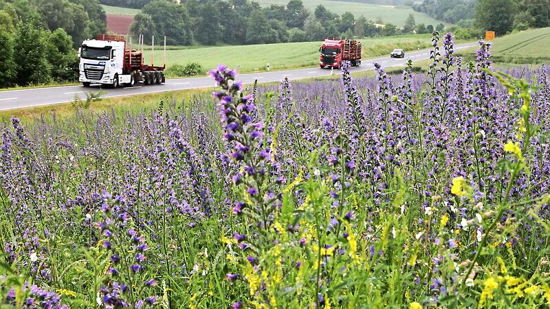 Mit Blühflächen sind auch die Landwirte mit im Boot wie hier in der Nähe von Salmsdorf. Mit Blühflächen sind auch die Landwirte mit im Boot wie hier in der Nähe von Salmsdorf.