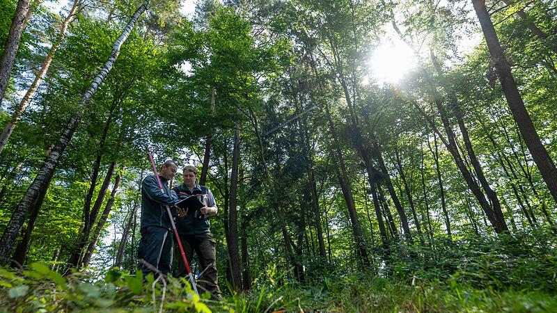Waldzustandserhebung Waldzustandserhebung