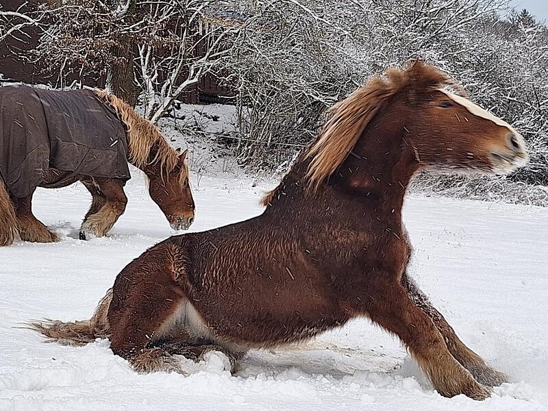 Die beiden Kaltbl&uuml;ter Gustl und Anton genie&szlig;en das Schneetreiben in Eckarts/Zeitlofs.