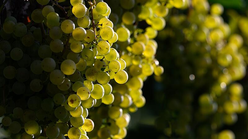 Alkoholfrei-Trend eher Nische für Winzer im Osten Alkoholfrei-Trend eher Nische für Winzer im Osten
