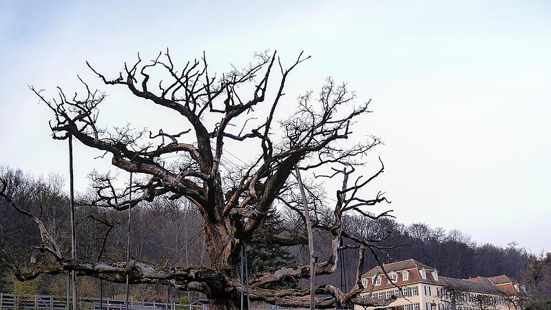 Die Ludwigseiche ist ein Wahrzeichen. Die Frage, ob sie f&uuml;r einen Anbau am F&uuml;rstenhof (im Hintergrund) weichen soll, besch&auml;ftigt die B&uuml;rger.
