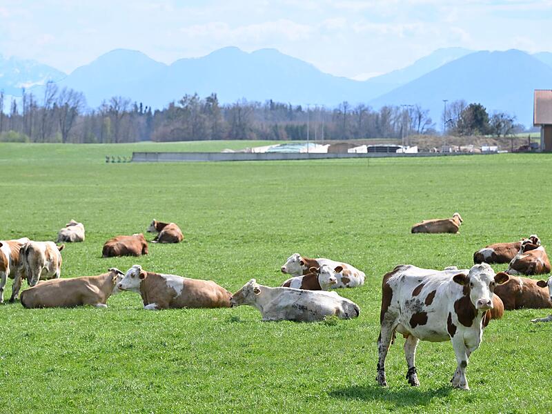 Rinder in Oberbayern