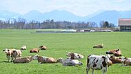 Rinder in Oberbayern