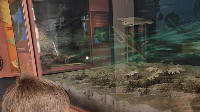 Frezeitprogramm im Museum Terra Triassica Euerdorf