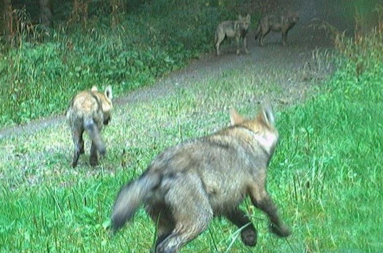Nachweis von vier Wolfswelpen aus dem Rudel „Hohe Rhön“: Dieses Foto wurde am 28.8.24 von einer Fotofalle des Landesamtes für Umwelt (LfU) im Landkreis Rhön-Grabfeld aufgenommen. Nachweis von vier Wolfswelpen aus dem Rudel „Hohe Rhön“: Dieses Foto wurde am 28.8.24 von einer Fotofalle des Landesamtes für Umwelt (LfU) im Landkreis Rhön-Grabfeld aufgenommen.